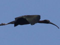 Glossy Ibis